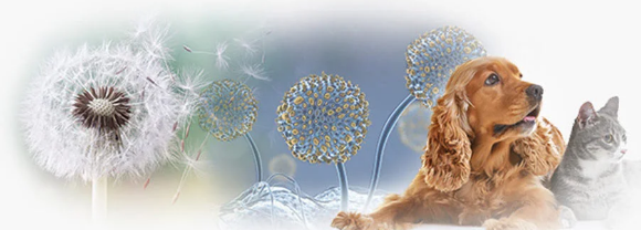 Keep Allergens Out Of Your Home